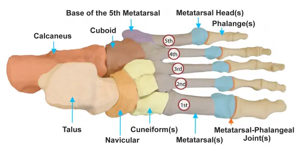 duration-foot-fracture-repair